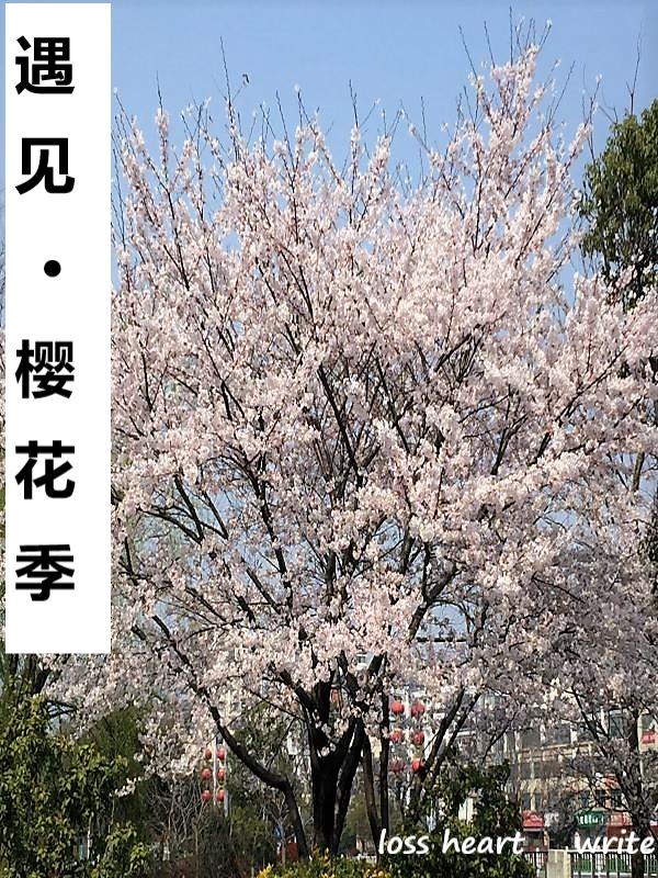 遇见樱花季